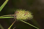 Cattail sedge